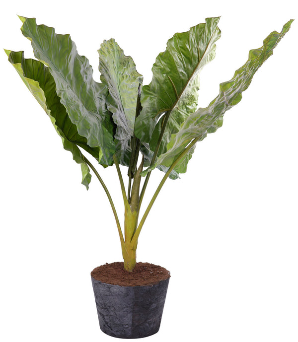 Taro Leaf Giant