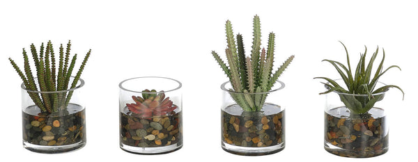 Mini Succulent in Glass Cylinder