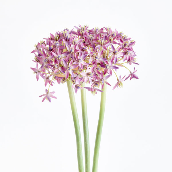 Allium Stems 19" - Bundle of 3