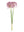 Allium Stems 19
