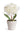 Mini Potted Peony