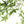 Maple Spray 71