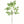Maple Spray 71