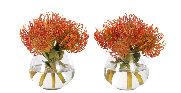 Protea in Glass Vase