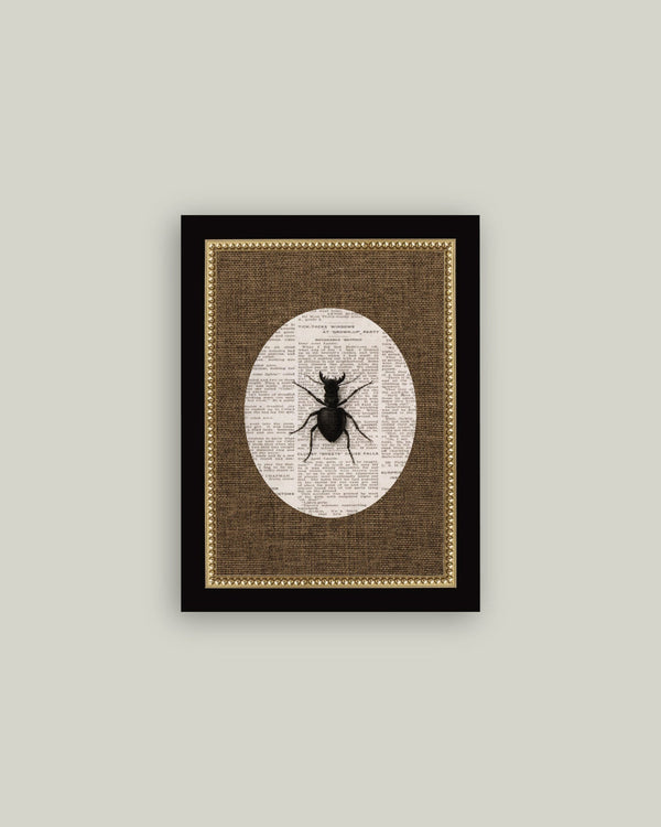 Stag Beetle