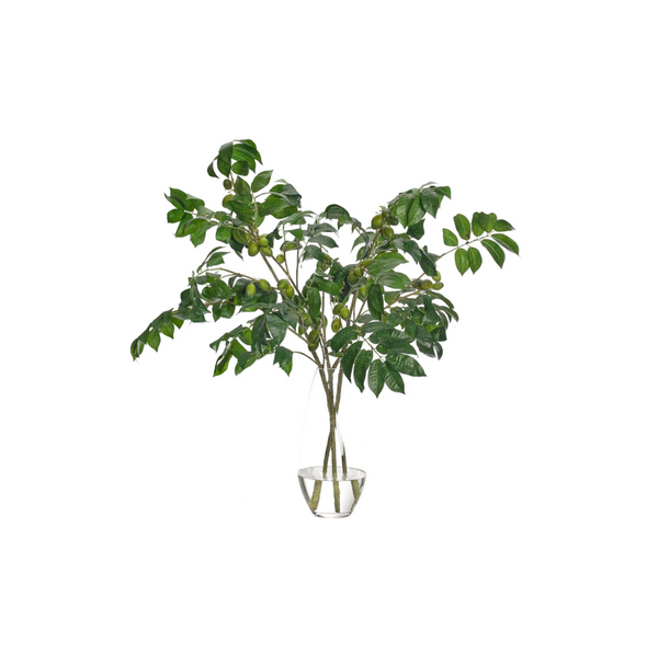 Olive Branch Watergarden