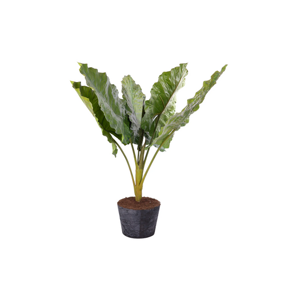 Taro Leaf Giant