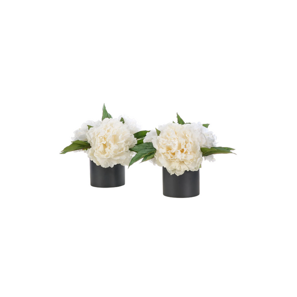 White Peony in Ceramic Cylinder