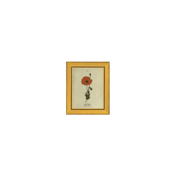 Red Poppy