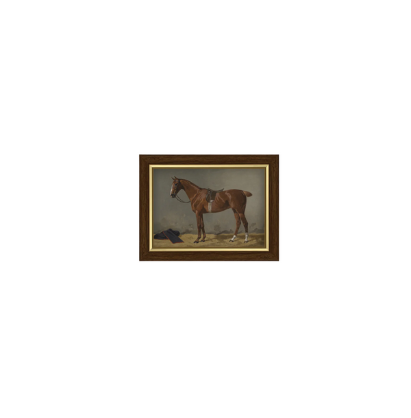 Saddled Brown Horse