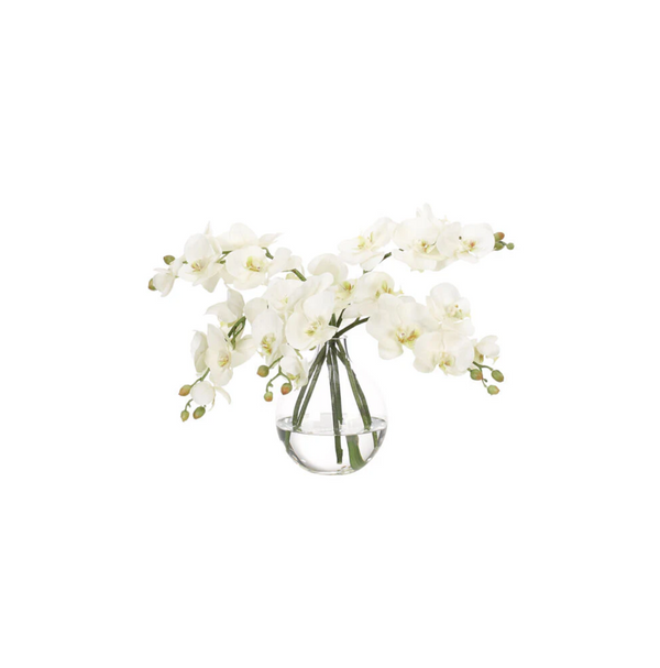 White Phalaenopsis Orchid in Glass Bubble