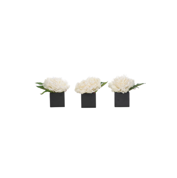 Peony in Ceramic Cube