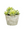 Sedum in Paper Mache Pot Green