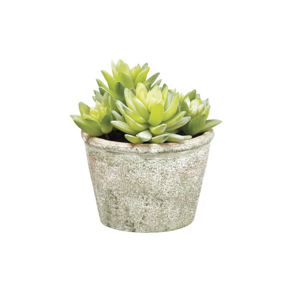 Sedum in Paper Mache Pot Green