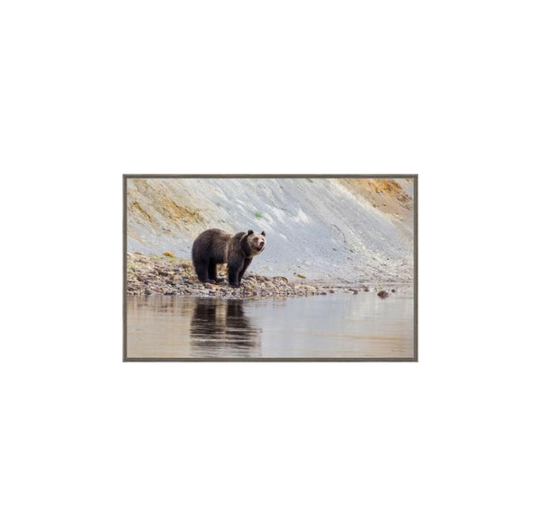 Yellowstone Riverside Bear