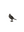 Nevermore Figurine