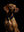 Dog Collar