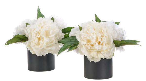 White Peony in Ceramic Cylinder