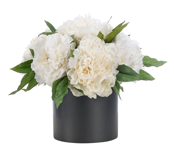 Peony in Black Pot