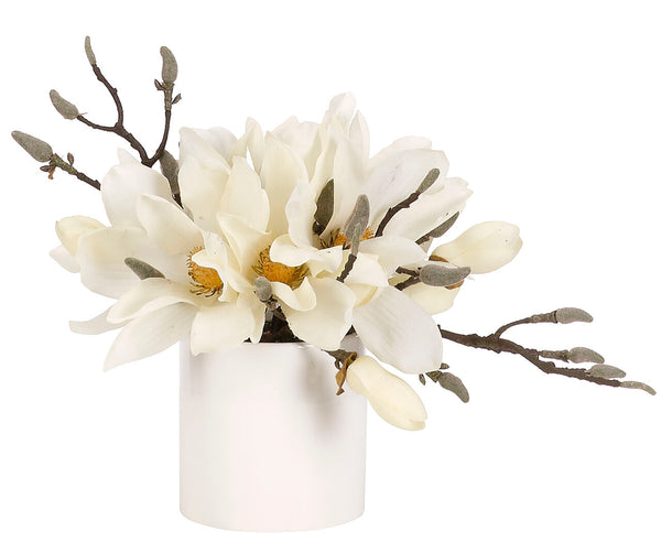 Magnolia in Ceramic Pot