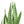 Snake Plant
