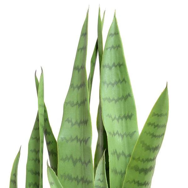 Snake Plant