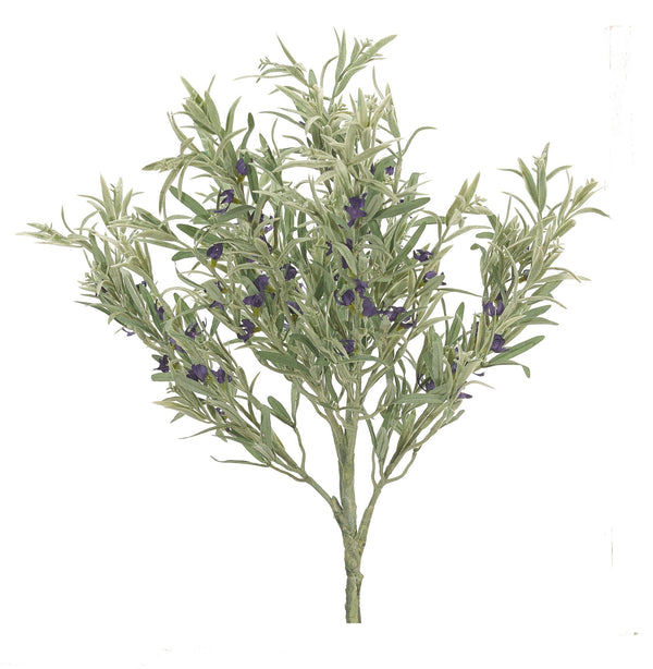 Herb Rosemary (Box of 6)