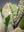 Mixed Silver Dollar Wreath
