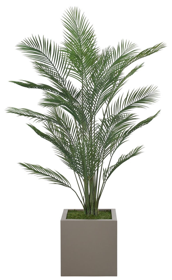 Palm Areca Tree