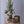 Birch Pot