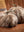 Plush Fur Pumpkin
