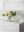 Camilla Compote
