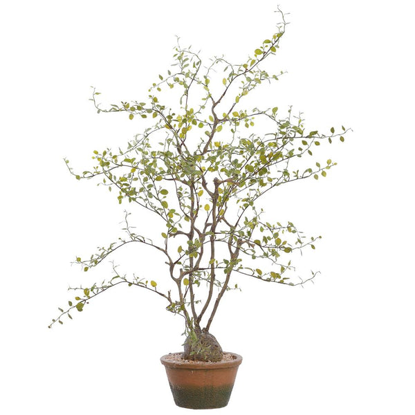 Muehlenbeckia Wire Plant in Cement Pot