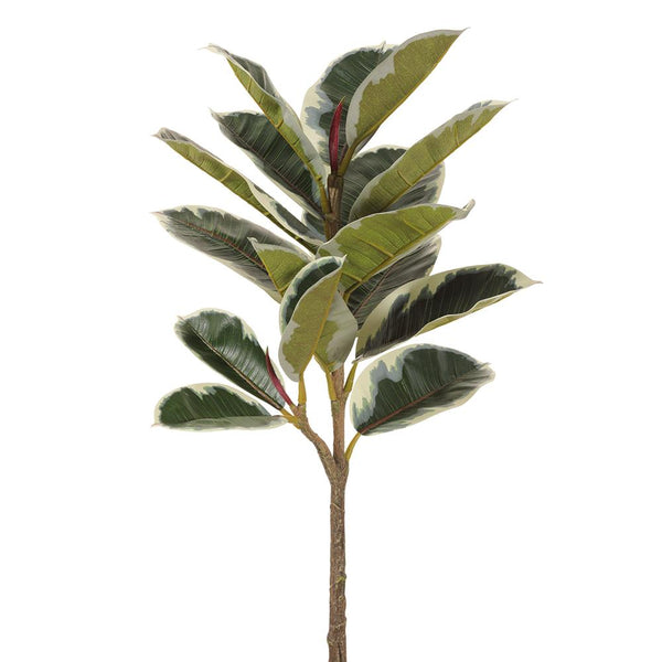 Rubber Plant Spray