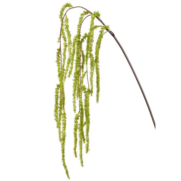 Amaranthus Hanging Spray