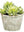 Sedum in Paper Mache Pot Green