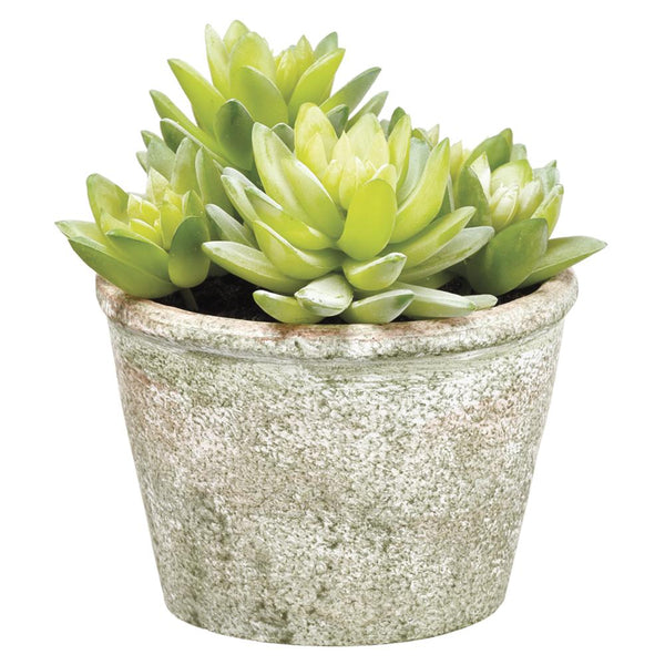 Sedum in Paper Mache Pot Green