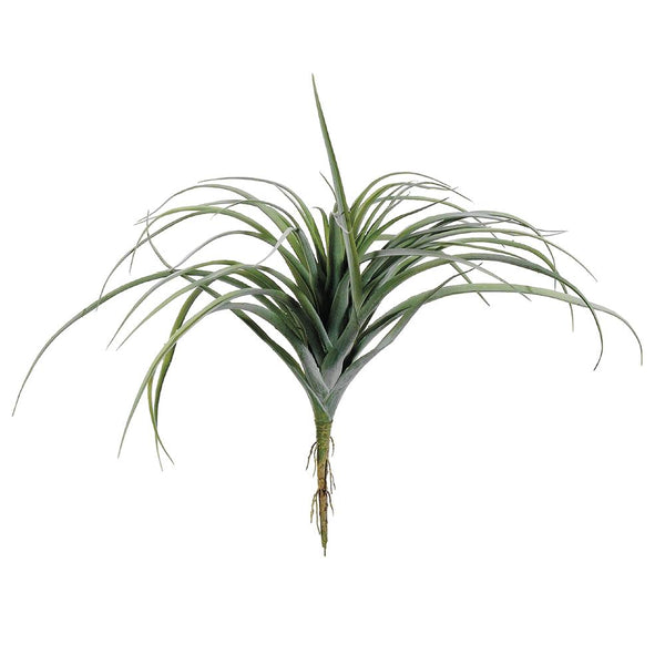 Tillandsia Green Gray