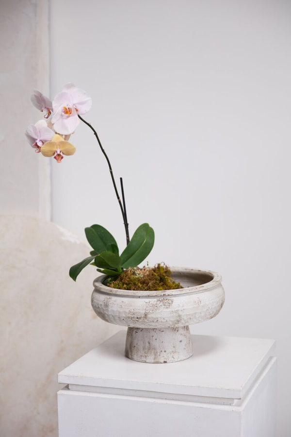 Grace Footed Bowl