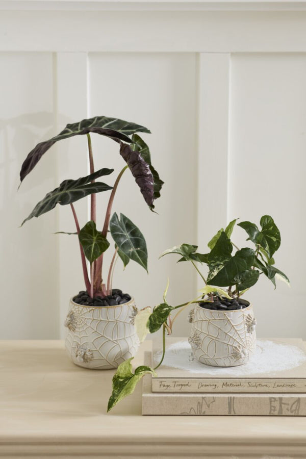 Spider Pot