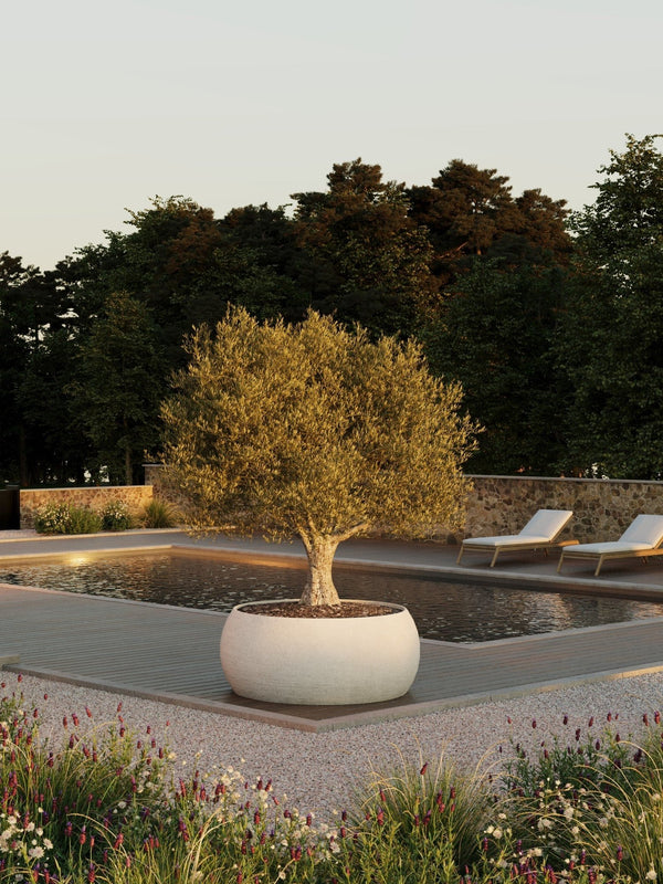 Brussels Planter