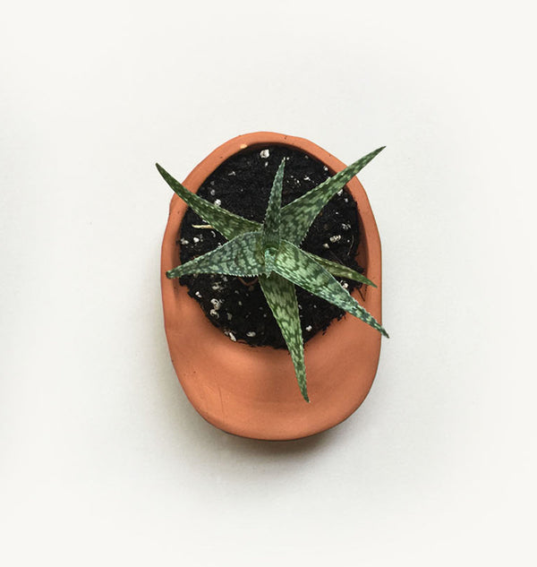 Terracotta Hat Planter