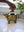 Water Buffalo Decor