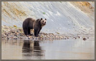 Yellowstone Riverside Bear